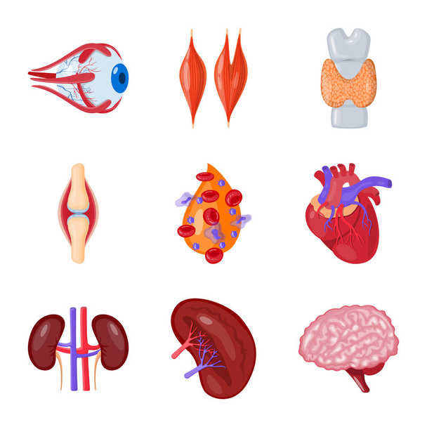 Vector illustration of anatomy and organ logo. Collection of anatomy and medical vector icon for stock. - Vektör, Görsel