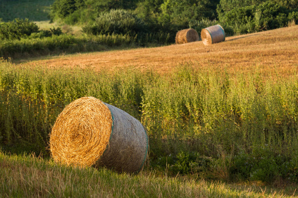 Bales redondos de paja en el campo de la Toscana de verano, Italia, Europa
 - Foto, Imagen