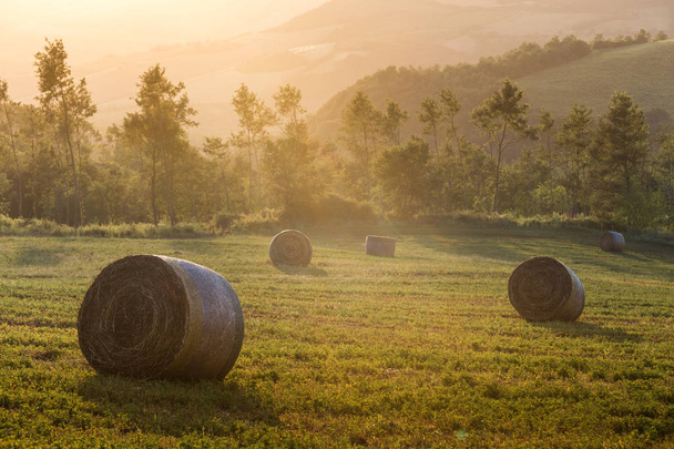 Round straw bales in field of summertime Tuscany, Italy, Europe - Photo, Image