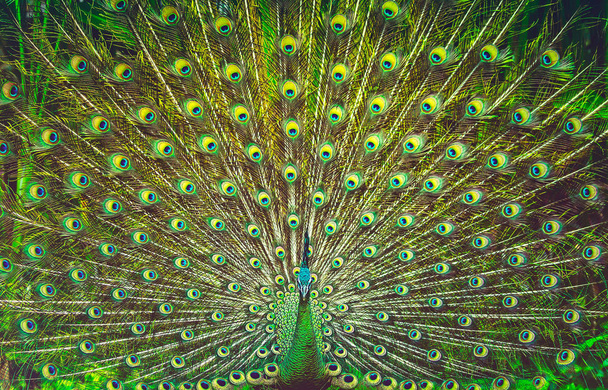 Amazing peacock tail - 写真・画像