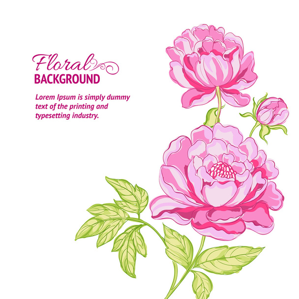 roze pioenrozen achtergrond met voorbeeldtekst - Vector, afbeelding