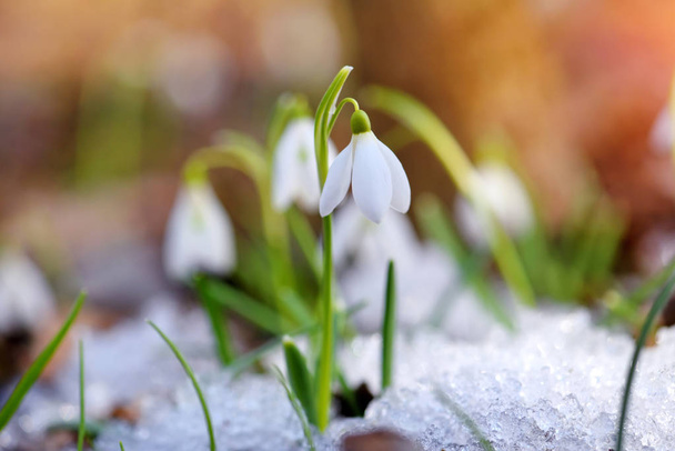 Sněhové vločky (Galanthus) v jarním lese. Zvěstovatelé oteplování symbolizují příchod jara. - Fotografie, Obrázek