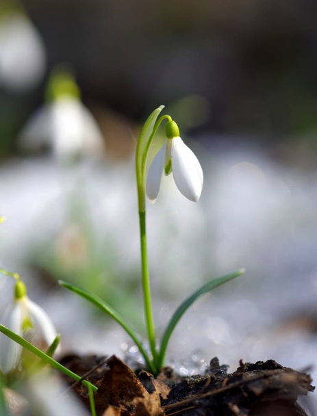 Snowdrops (Galanthus) στο δάσος άνοιξη. Προσκυνητές της θέρμανσης συμβολίζουν την άφιξη της άνοιξης. - Φωτογραφία, εικόνα