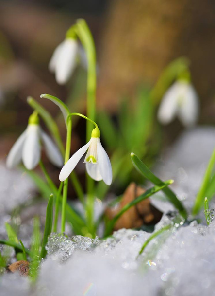 Lumipisarat (Galanthus) kevätmetsässä. Lämpenemisen airut symboloivat kevään saapumista. - Valokuva, kuva