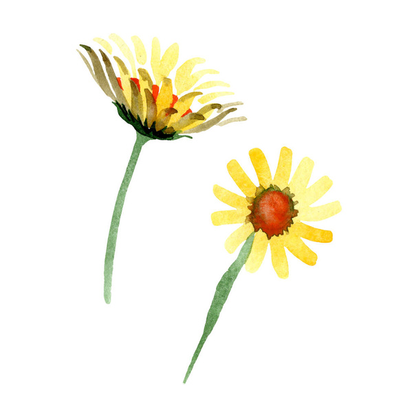 Gele daisy floral botanische bloem. Wild voorjaar blad wildflower geïsoleerd. Aquarel achtergrond afbeelding instellen. Aquarel tekenen mode aquarelle. Geïsoleerde daisybushes afbeelding element. - Foto, afbeelding