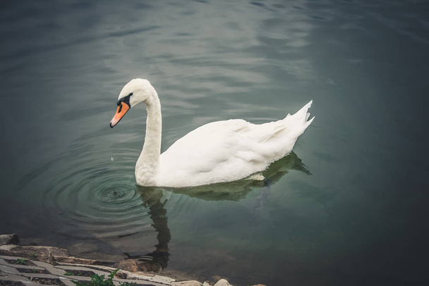 Swan pływa w jeziorze. Kropla wody spada z jego dziób i odbiega w kręgach w wodzie - Zdjęcie, obraz