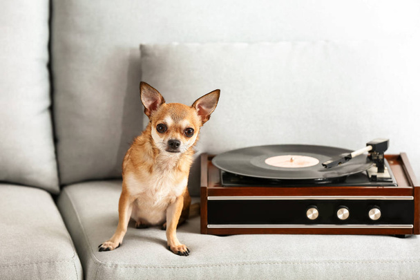 Cão engraçado perto gravador bonito com disco de vinil no sofá
 - Foto, Imagem