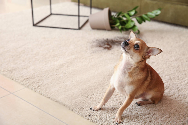 Lindo perro y dejó caer la maceta con planta de interior en la alfombra
 - Foto, Imagen