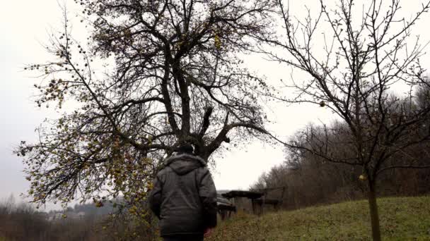 Adam yalnız bir ağaç bahar crocus ile gider  - Video, Çekim