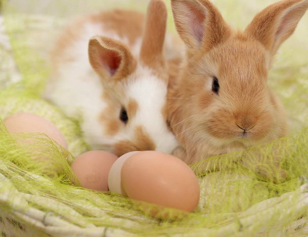 Two bunnies in a basket - Fotoğraf, Görsel