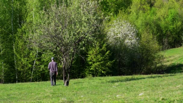 Man goes to a lone tree with spring crocus  - Imágenes, Vídeo