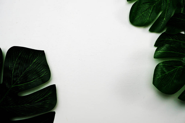 green leave monstera and space copy on white background - Photo, Image