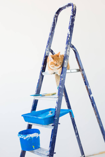 Επισκευής, ζωγραφική στους τοίχους, η γάτα κάθεται στο η σκάλα. Αστεία εικόνα - Φωτογραφία, εικόνα