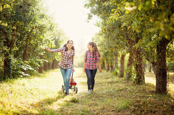 Meninas com a Apple no Apple Orchard
 - Foto, Imagem