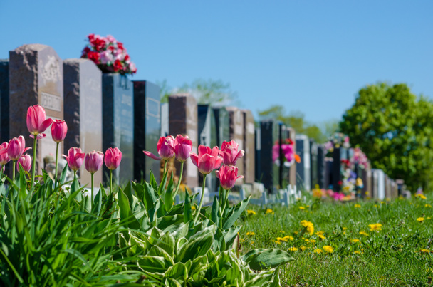 墓地で一直線に並べられた墓石 - 写真・画像
