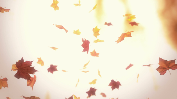 落ちてくる葉は秋 - ループの 3 d アニメーションの暗 - 映像、動画