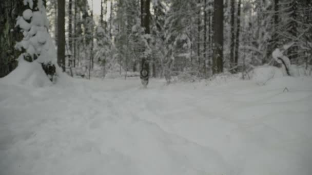 Хаски в зимнем лесу бежит в сторону и прыгает
 - Кадры, видео