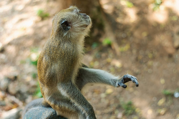 Asia scimmia fauna selvatica
 - Foto, immagini