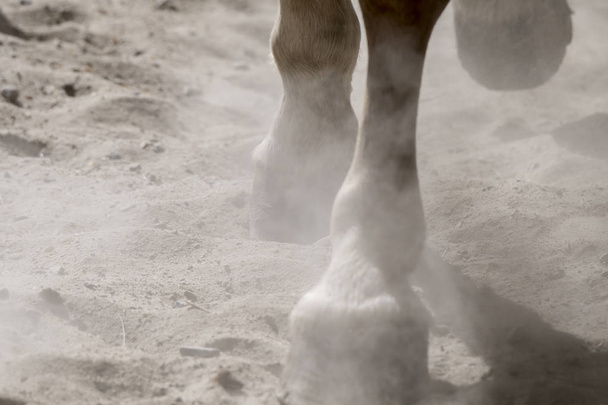 hooves of a running horse in Liguria in Italy - Photo, Image