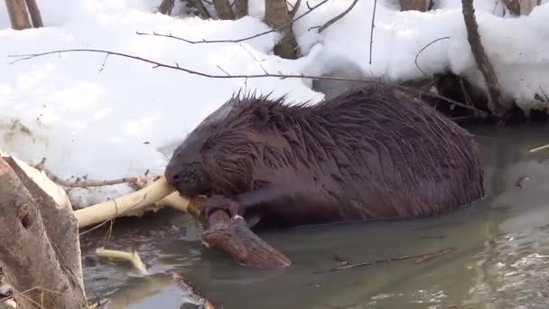 Un castor sauvage dans un parc municipal est entré dans une flaque d'eau avec des drains et grignoter l'écorce des branches
. - Séquence, vidéo
