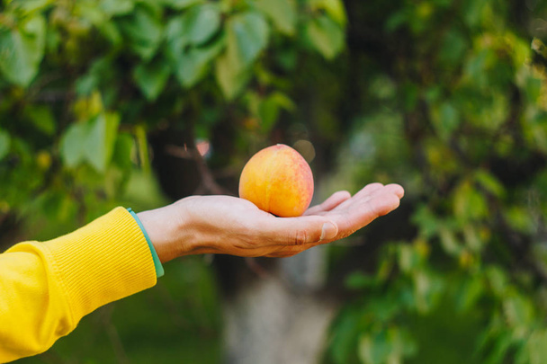 man holds in his hand ripe peach on the background of trees in the park and green grass. sunny day, summer. fruit closeup. - Photo, Image