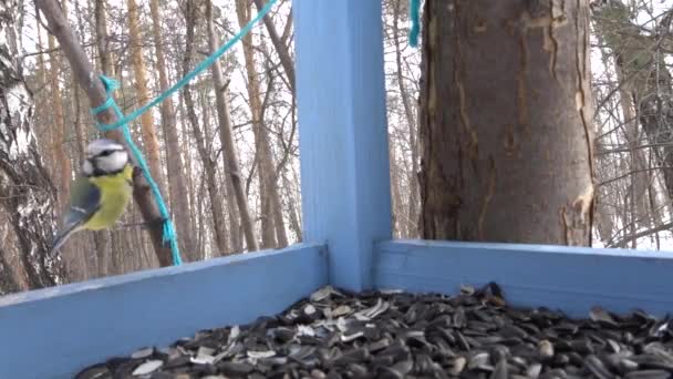 Las aves comen semillas en el comedero - La gran teta (Parus major
) - Metraje, vídeo
