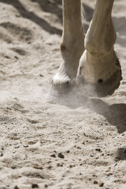 hoeven van een lopend paard in Ligurië in Italië - Foto, afbeelding