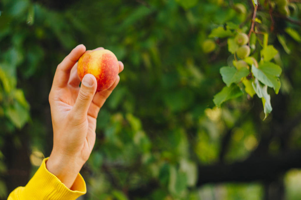 man holds in his hand ripe peach on the background of trees in the park and green grass. sunny day, summer. fruit closeup. - 写真・画像