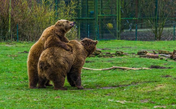 two brown bears together, one on top of the other, common animals in Eurasia, popular zoo animals - Photo, Image