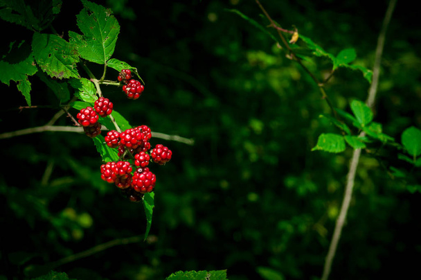 Des baies sauvages noires et rouges poussant dans la brousse sous le soleil de l'Azerbaïdjan. Fruits de la mûre. Fruits de la forêt du Caucase. Couleur naturelle dans les ronces. Concentration sélective
 - Photo, image