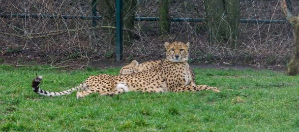 cheetah laying in the grass and looking towards the camera, popular zoo animal, vulnerable animal specie from Africa - Photo, Image