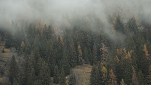 Misty forest in the valley of Gressoney near Monte Rosa during autumn - Footage, Video