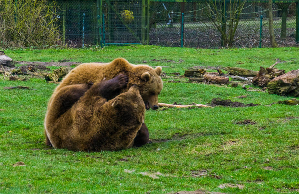 hrát s sebou dva Medvědi hnědí, dva medvědi s zábavné, společný zvířata v Eurasii - Fotografie, Obrázek