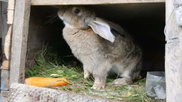 Lustige graue große Kaninchen sieht sich in einem offenen Käfig in der Nähe von großen Möhren um. Osterkonzept - Filmmaterial, Video