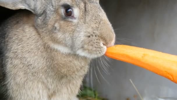 Engraçado muito grande coelho cinza mastigar ou come cenouras. Conceito de Páscoa
 - Filmagem, Vídeo