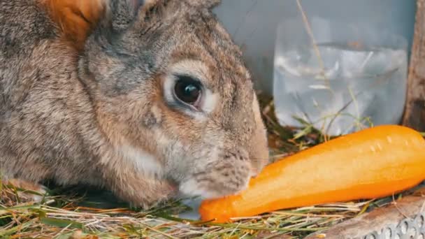 Divertente molto grande coniglio grigio masticare o mangia carote. Concetto pasquale
 - Filmati, video