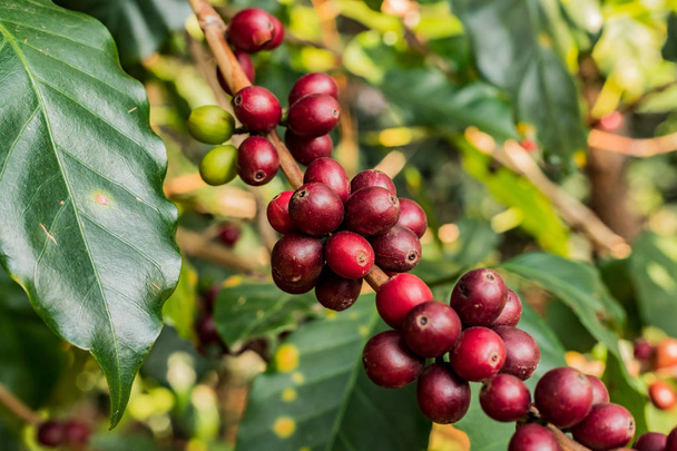 Koffie op boom Arabica rauw en rijp koffieboon in veld en su - Foto, afbeelding