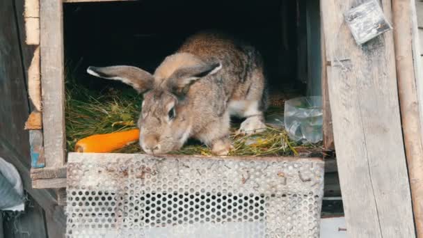 Legrační šedý velký králík vypadá kolem v otevřené kleci poblíž velké mrkve. Velikonoční koncept - Záběry, video