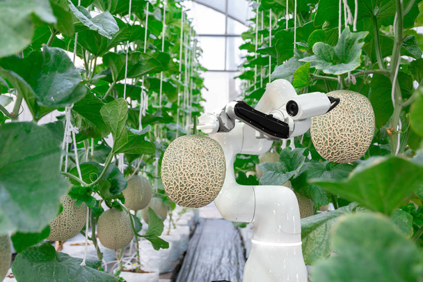 agricultores robóticos inteligentes melón en la agricultura trabajo de automatización robótica futurista para rociar productos químicos o aumentar la eficiencia
 - Foto, Imagen