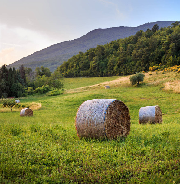 Round straw bales in field of summertime Tuscany, Italy, Europe - 写真・画像