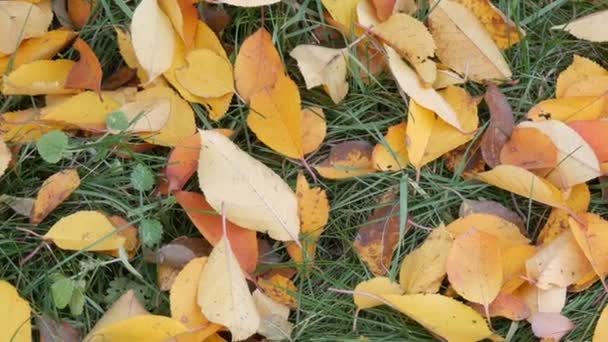 Autumn yellow fallen leaves on green grass in park - Footage, Video