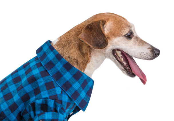 Улыбающийся пес Джек Рассел терьер в синей одежде. Смешное животное. Белый фон
 - Фото, изображение