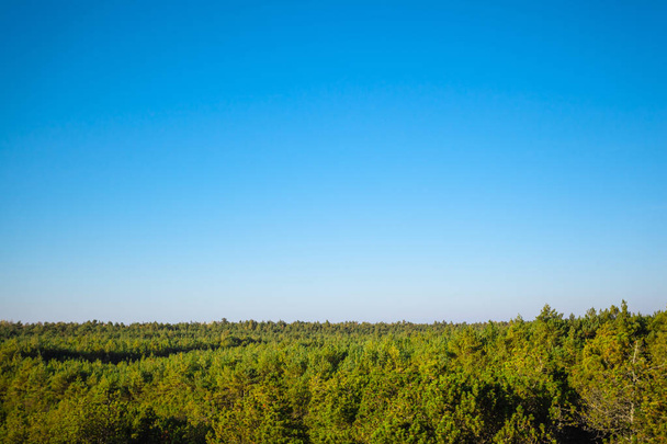 коронки з густого зеленого лісу під блакитним небом
 - Фото, зображення