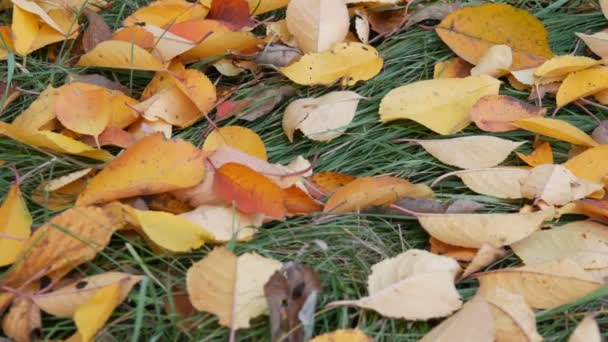 Herfst geel gevallen bladeren op groen gras in park - Video