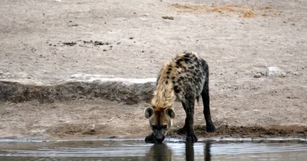 Spatřen hyena pití, wildlife safari Etosha, Namibie Afrika - Záběry, video