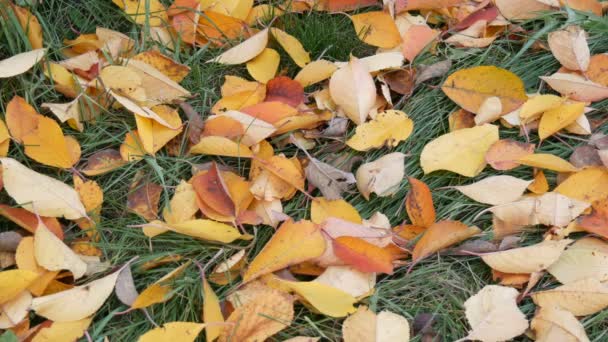 Sonbahar sarı düşen yapraklar Park yeşil çimenlerin üzerinde - Video, Çekim