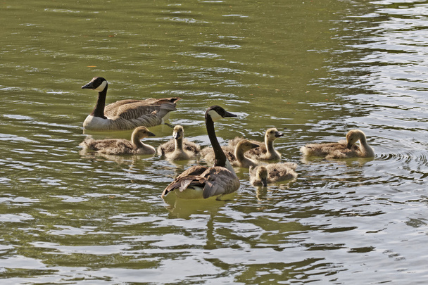 Young Canada gooses, Branta canadensis in Germany, Europe - Photo, Image