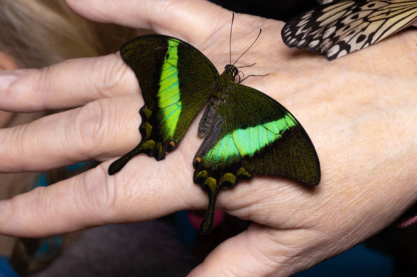 Chiudi farfalla sulla mano della donna. Bellezza della natura
 - Foto, immagini