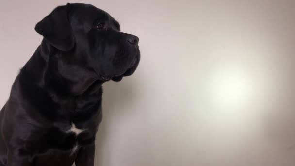 Grote, zwarte hond Cane Corso, close-up - Video