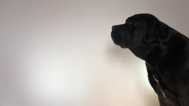 Velký černý pes Cane Corso, closeup - Záběry, video